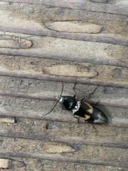 Selatosomus suckleyi