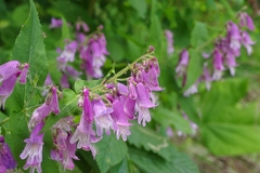 Penstemon smallii
