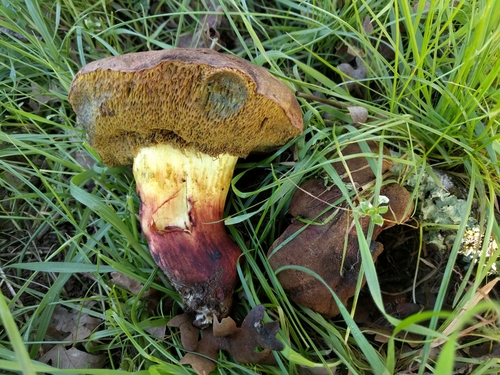 iNaturalist observation photo of Xerocomellus