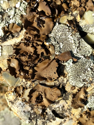 iNaturalist observation photo of Emery Rocktripe Lichen