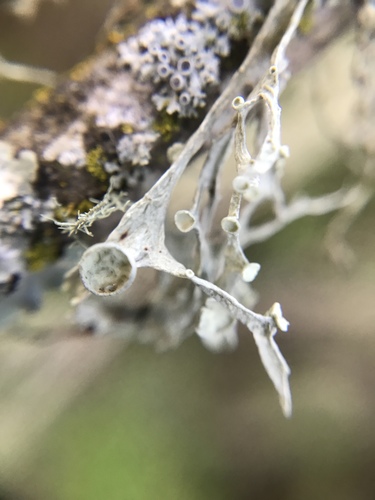 iNaturalist observation photo of Western Strap Lichen
