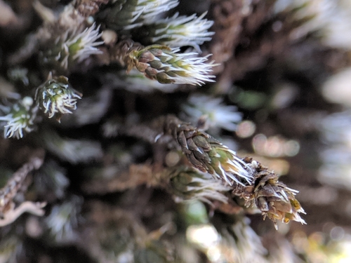 iNaturalist observation photo of Hoarmosses
