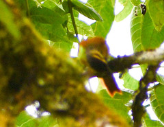Anabacerthia variegaticeps