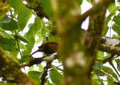 Anabacerthia variegaticeps