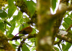 Anabacerthia variegaticeps
