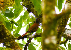 Anabacerthia variegaticeps