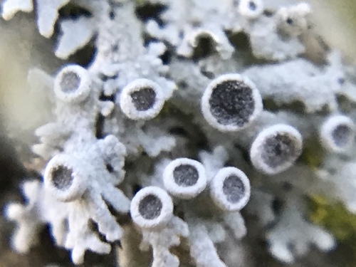iNaturalist observation photo of rosette lichens, frost lichens, and allies