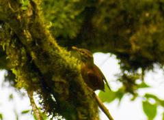 Anabacerthia variegaticeps