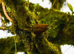 Anabacerthia variegaticeps