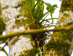 Anabacerthia variegaticeps