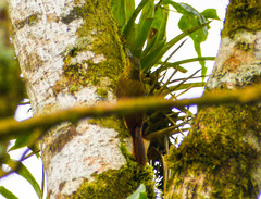 Anabacerthia variegaticeps