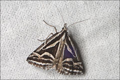 Dichromodes confluaria