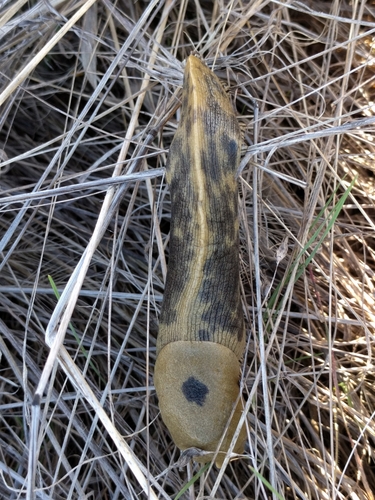 iNaturalist observation photo of Button's Banana Slug