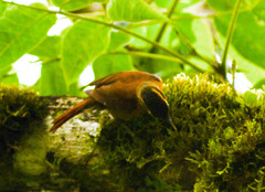 Anabacerthia variegaticeps