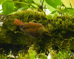 Anabacerthia variegaticeps