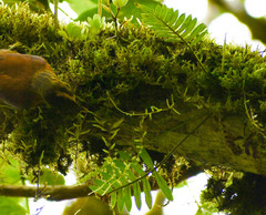Anabacerthia variegaticeps