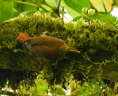 Anabacerthia variegaticeps