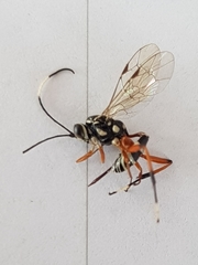 Glabridorsum stokesii