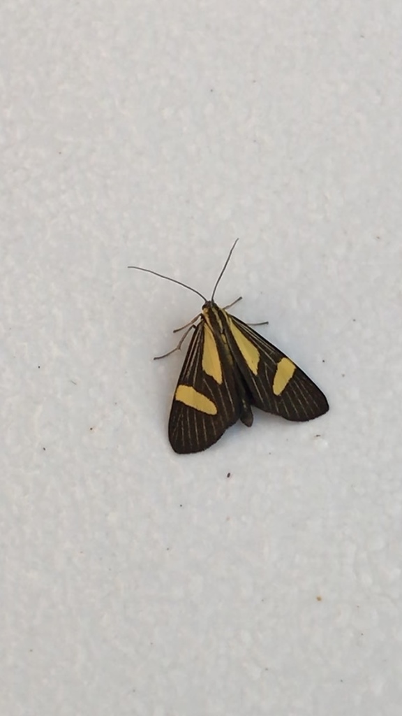 Erbessa longiplaga