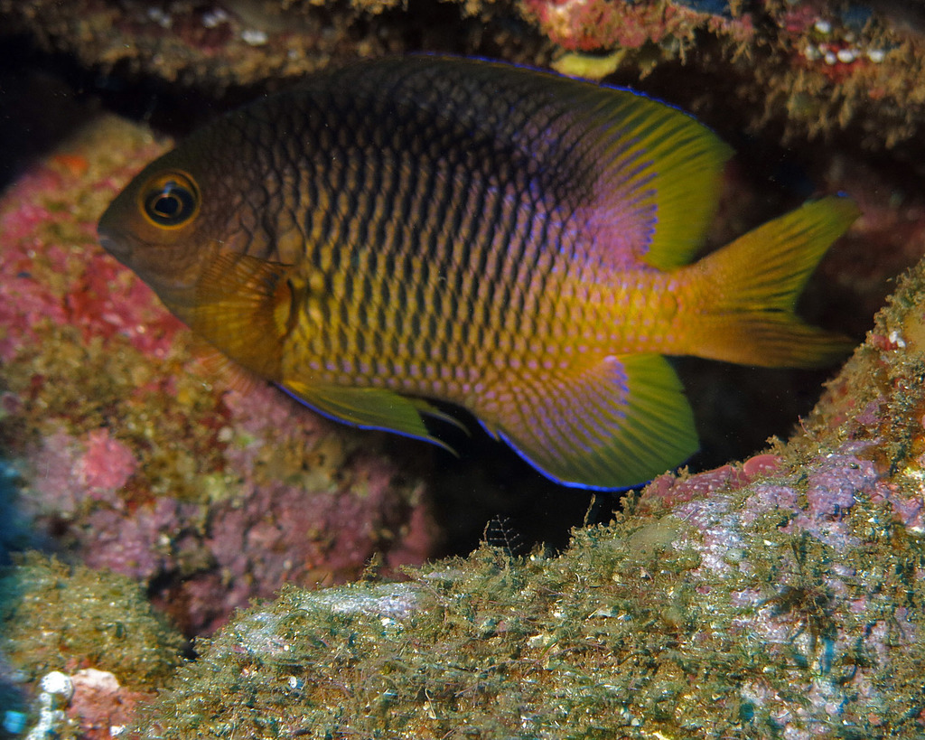 Clarion Damselfish