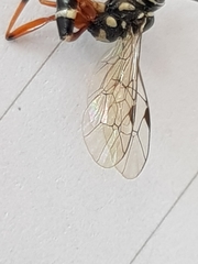 Glabridorsum stokesii