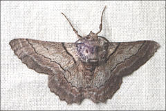 Hypobapta tachyhalotaria