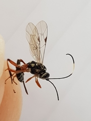 Glabridorsum stokesii