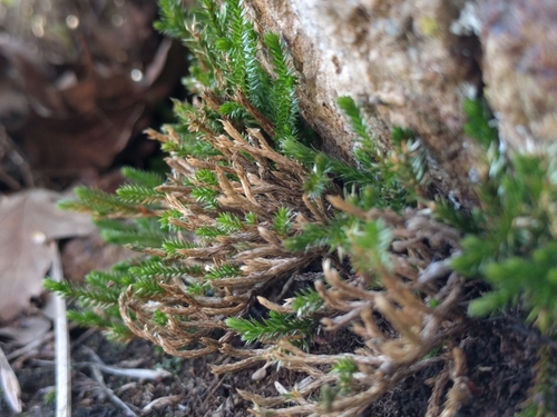 iNaturalist observation photo of Bigelow's Spikemoss
