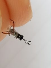 Glabridorsum stokesii