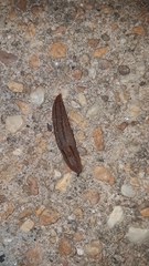 Ambigolimax