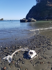 Hippoglossus stenolepis