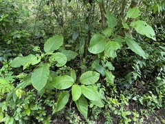 Pisonia horneae