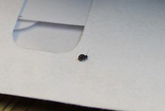 Sminthurus bivittatus