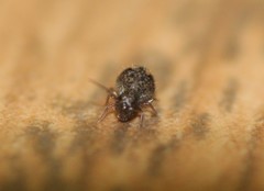 Sminthurus bivittatus