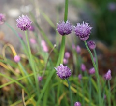 Allium schoenoprasum