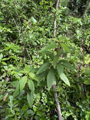 Acalypha portoricensis