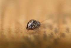 Sminthurus bivittatus