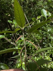 Acalypha portoricensis