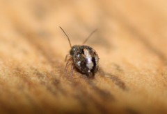 Sminthurus bivittatus