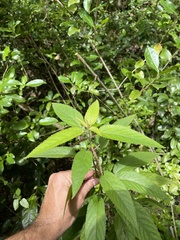 Acalypha portoricensis