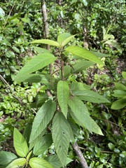 Acalypha portoricensis