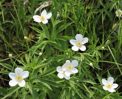 Anemonastrum canadense