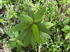 Acalypha portoricensis