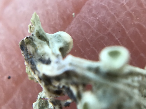 iNaturalist observation photo of Ramalina puberulenta