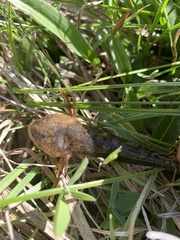 Cottus beldingii