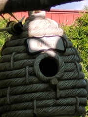 Poecile atricapillus