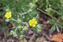 Potentilla argentea