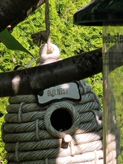 Poecile atricapillus