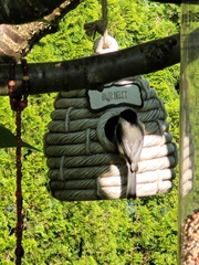 Poecile atricapillus