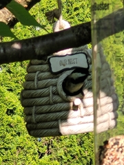 Poecile atricapillus